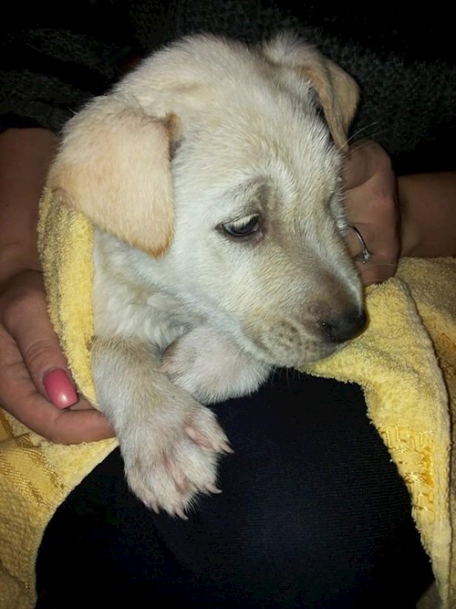 Diana- petsitter Domnești or Pet nanny for dogs cats
