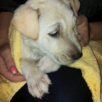 thumbnail petsitter Domnești or pet nanny for dogs cats