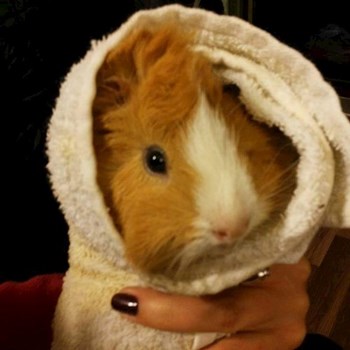 thumbnail petsitter Domnești or pet nanny for dogs cats