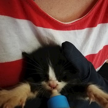 thumbnail petsitter Domnești or pet nanny for dogs cats