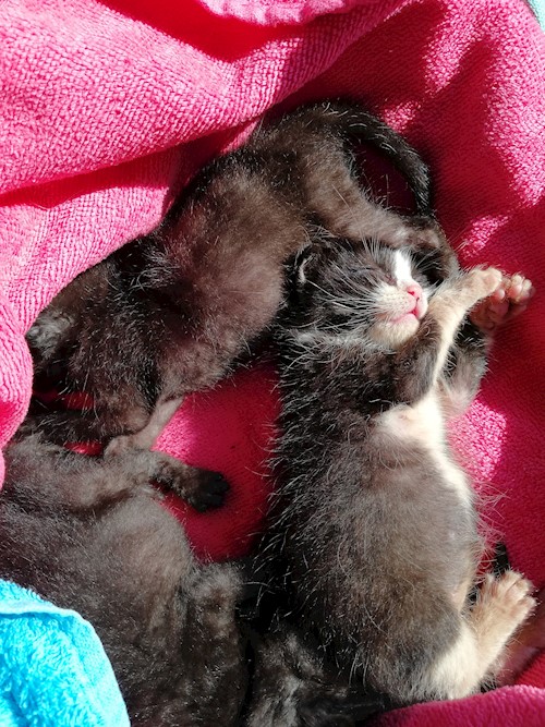 Diana- petsitter Domnești or Pet nanny for dogs cats