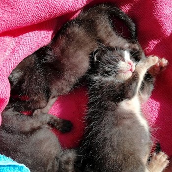 thumbnail petsitter Domnești or pet nanny for dogs cats