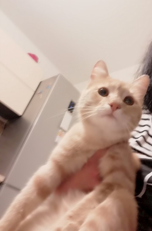 Diana- petsitter Domnești or Pet nanny for dogs cats