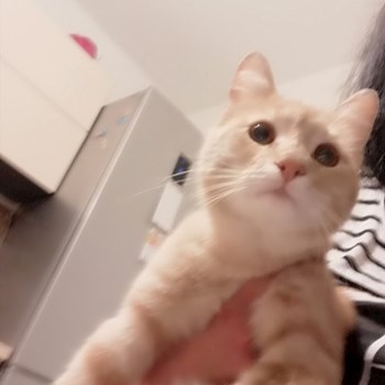 thumbnail petsitter Domnești or pet nanny for dogs cats