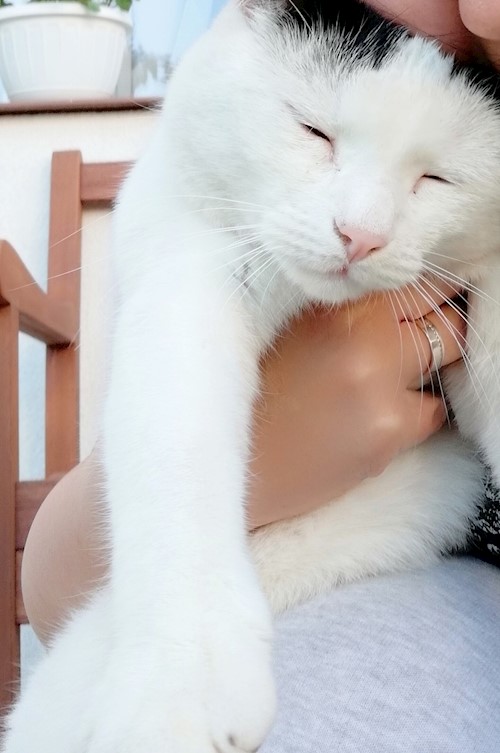 Diana- petsitter Domnești or Pet nanny for dogs cats