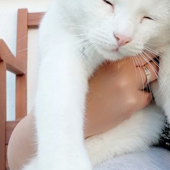 thumbnail petsitter Domnești or pet nanny for dogs cats