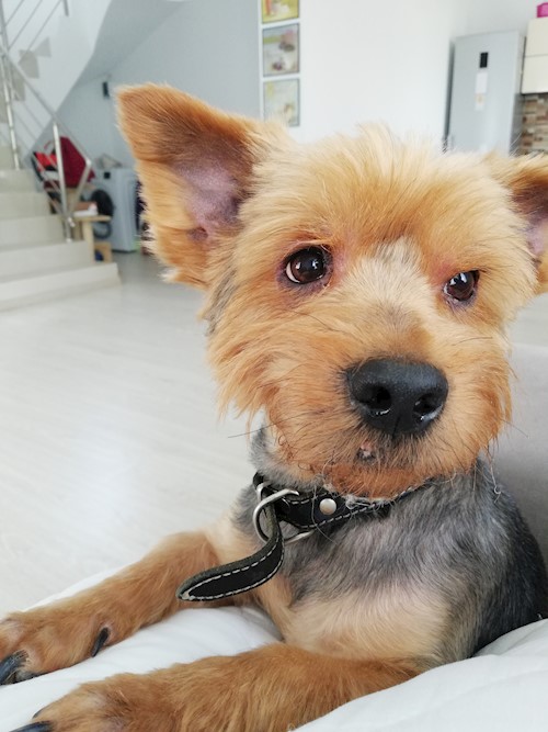 Diana- petsitter Domnești or Pet nanny for dogs cats