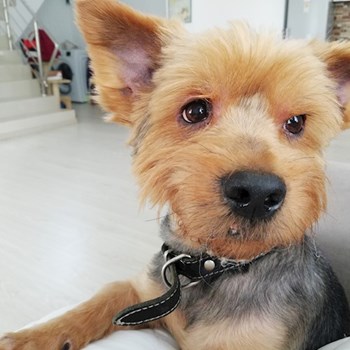thumbnail petsitter Domnești or pet nanny for dogs cats