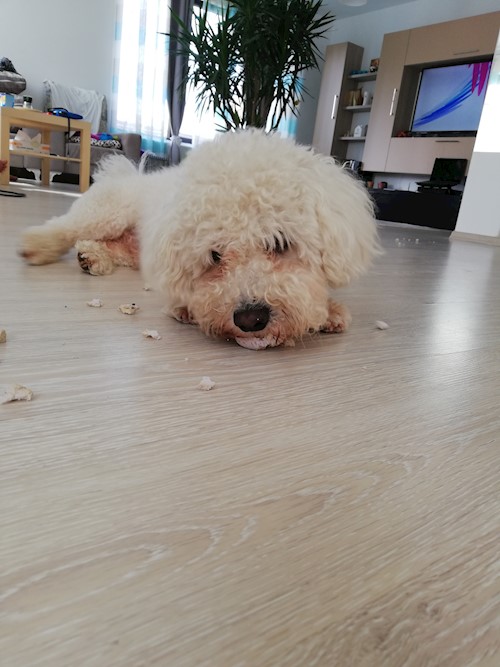 Diana- petsitter Domnești or Pet nanny for dogs cats