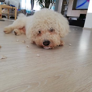 thumbnail petsitter Domnești or pet nanny for dogs cats