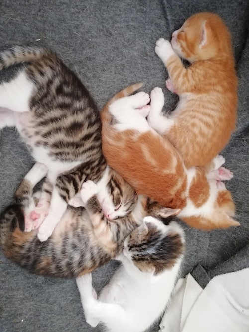 Diana- petsitter Domnești or Pet nanny for dogs cats
