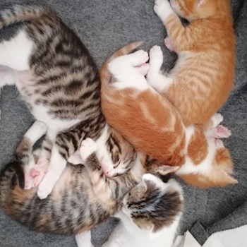 thumbnail petsitter Domnești or pet nanny for dogs cats