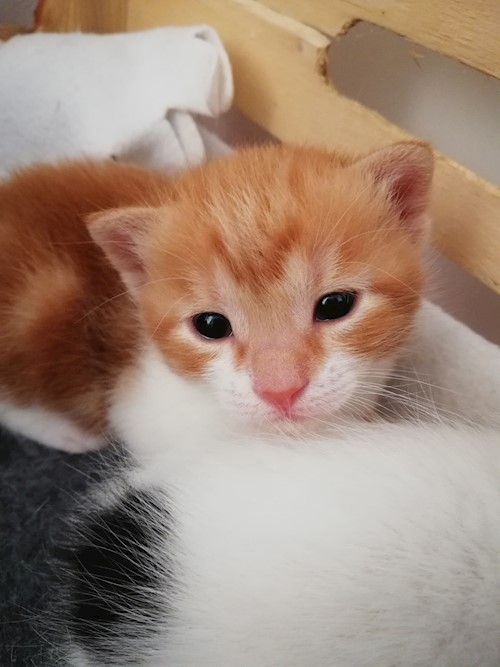 Diana- petsitter Domnești or Pet nanny for dogs cats