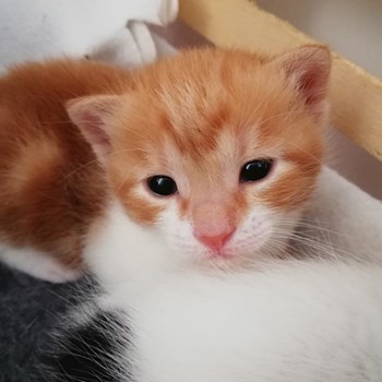 thumbnail petsitter Domnești or pet nanny for dogs cats