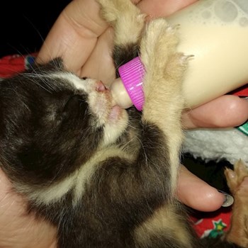thumbnail petsitter Domnești or pet nanny for dogs cats