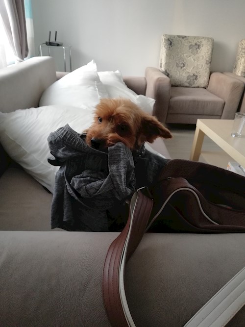 Diana- petsitter Domnești or Pet nanny for dogs cats