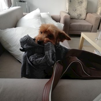 thumbnail petsitter Domnești or pet nanny for dogs cats