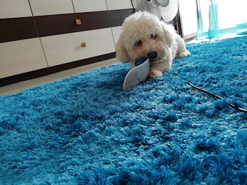 Diana- petsitter Domnești or Pet nanny for dogs cats