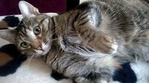 Diana- petsitter Domnești or Pet nanny for dogs cats