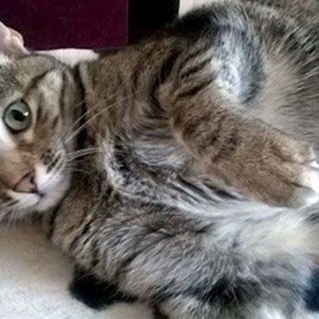 thumbnail petsitter Domnești or pet nanny for dogs cats