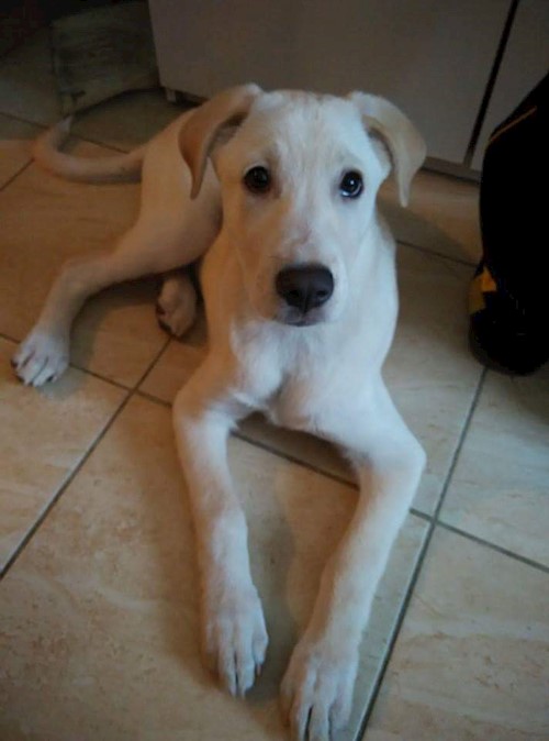 Diana- petsitter Domnești or Pet nanny for dogs cats