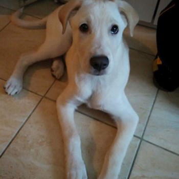 thumbnail petsitter Domnești or pet nanny for dogs cats