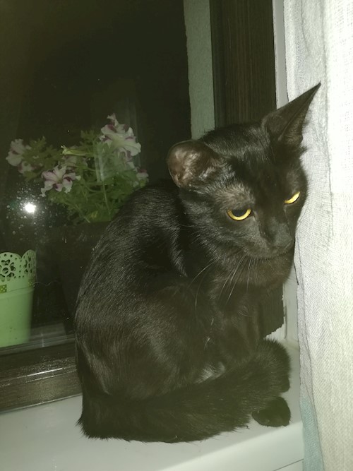 Diana- petsitter Domnești or Pet nanny for dogs cats