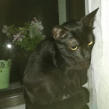 thumbnail petsitter Domnești or pet nanny for dogs cats