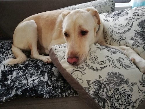 Diana- petsitter Domnești or Pet nanny for dogs cats