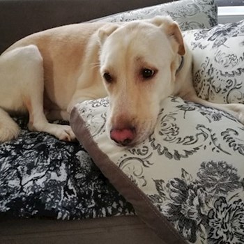 thumbnail petsitter Domnești or pet nanny for dogs cats