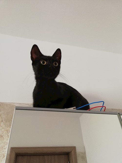 Diana- petsitter Domnești or Pet nanny for dogs cats