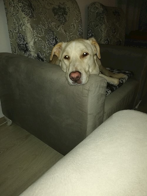 Diana- petsitter Domnești or Pet nanny for dogs cats