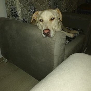 thumbnail petsitter Domnești or pet nanny for dogs cats