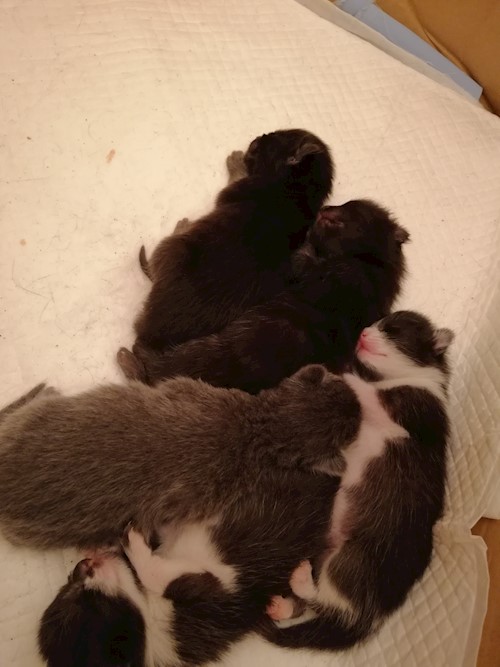 Diana- petsitter Domnești or Pet nanny for dogs cats