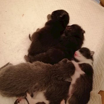 thumbnail petsitter Domnești or pet nanny for dogs cats