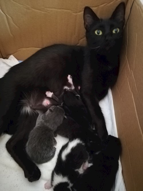 Diana- petsitter Domnești or Pet nanny for dogs cats