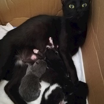 thumbnail petsitter Domnești or pet nanny for dogs cats