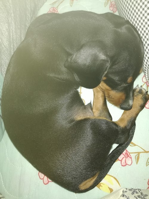 Diana- petsitter Domnești or Pet nanny for dogs cats
