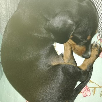 thumbnail petsitter Domnești or pet nanny for dogs cats