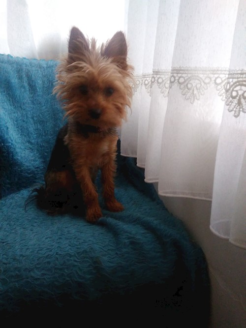 Andrada- petsitter Cluj-Napoca vagy Állat szitter a kutyák cicák