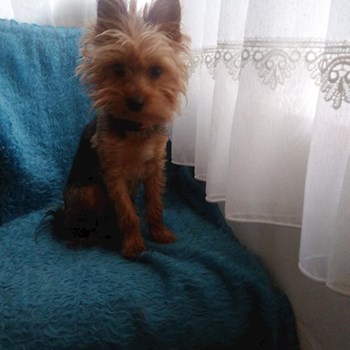 thumbnail petsitter Cluj-Napoca vagy Állat szitter a kutyák cicák