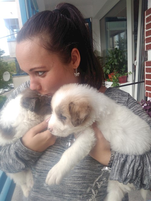 Andrada- petsitter Cluj-Napoca vagy Állat szitter a kutyák cicák