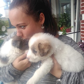 thumbnail petsitter Cluj-Napoca vagy Állat szitter a kutyák cicák