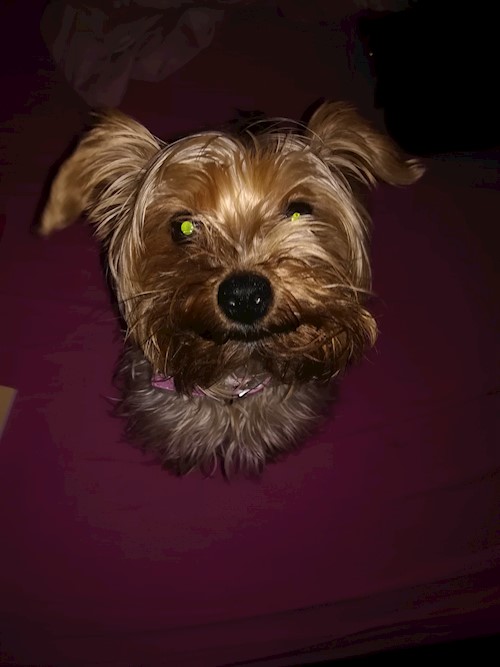 Andrada- petsitter Cluj-Napoca vagy Állat szitter a kutyák cicák