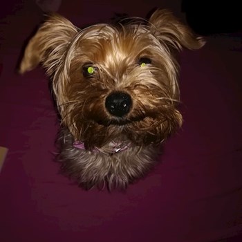 thumbnail petsitter Cluj-Napoca vagy Állat szitter a kutyák cicák