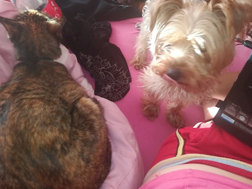 Andrada- petsitter Cluj-Napoca vagy Állat szitter a kutyák cicák