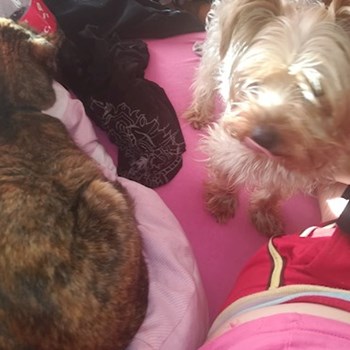 thumbnail petsitter Cluj-Napoca vagy Állat szitter a kutyák cicák