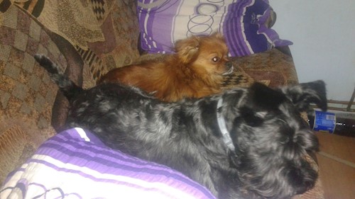 Andrada- petsitter Cluj-Napoca vagy Állat szitter a kutyák cicák