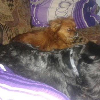 thumbnail petsitter Cluj-Napoca vagy Állat szitter a kutyák cicák