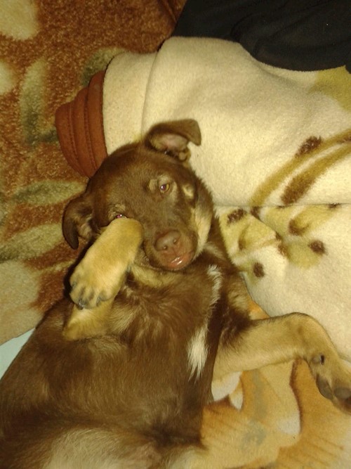 Andrada- petsitter Cluj-Napoca vagy Állat szitter a kutyák cicák